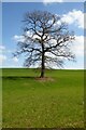 SO7030 : Tree in a field of winter cereals by Philip Halling