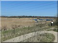 SE4202 : Reedbeds, RSPB Old Moor by Christine Johnstone