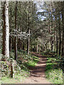 SO7489 : Woodland track south-east of Quatford in Shropshire by Roger  D Kidd