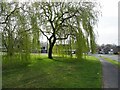 SO9194 : Northway Weeping Willows by Gordon Griffiths