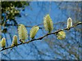 ST2480 : Male goat willow catkins by Robin Drayton