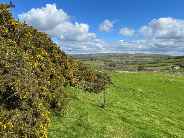 Gorse bushes on How Barrow