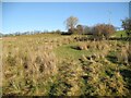 NY2434 : Rough pasture near Little Tarn by Adrian Taylor