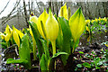 NJ2859 : Swamp Lantern (Lysichiton americanus) by Anne Burgess