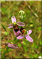 SX8467 : Bee orchid near Fermoys by Derek Harper