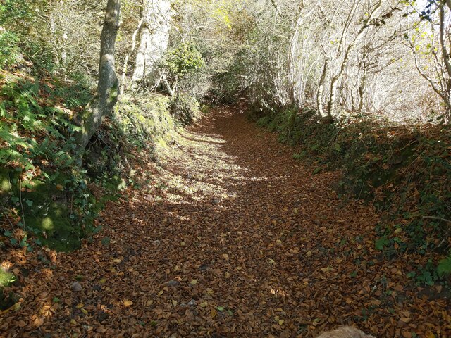 Woodland Track