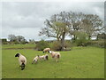 SP0254 : Sheep and lambs, Abbotts Morton by Chris Allen