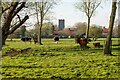 TM2782 : Cows in marsh pasture, Mendham by Roger Jones