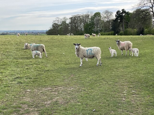 Big sheep and little sheep on the High Pastures by the A428