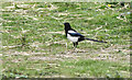 TG2828 : Feeding Magpie by David Pashley