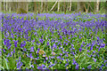 SK3522 : Bluebells at Calke Park by Malcolm Neal