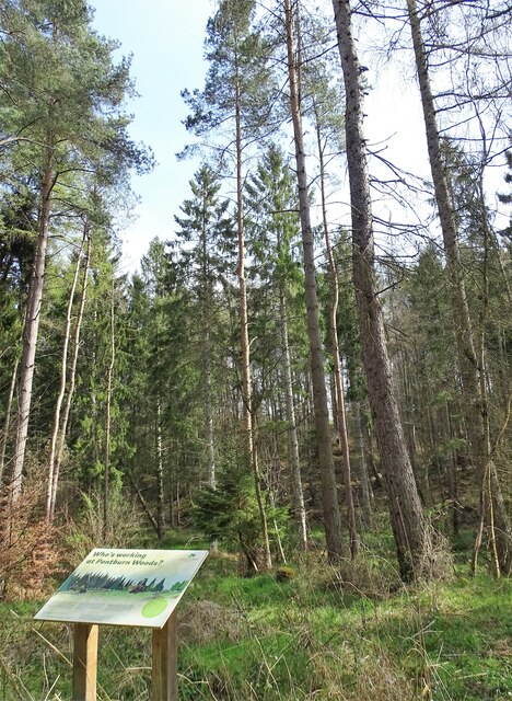 Signboard beside the conifers