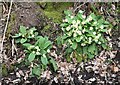 NH7156 : Common primroses by Bill Harrison