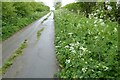 SU0298 : Cow parsley on a verge by Philip Halling