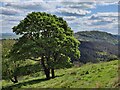 SJ2914 : Trees on the slopes of Breidden Hill by Mat Fascione