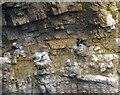 NZ4064 : Cliff dwellers on Marsden Rock by Robert Graham