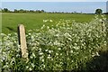 SP1654 : Cow parsley by Philip Halling