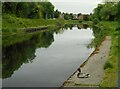 NS5070 : Resting mallard beside the canal by Richard Sutcliffe