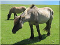 NM3395 : Wild ponies at Harris, on the Isle of Rum by M J Richardson