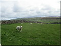 NZ8103 : Sheep  and  Lambs  on  a  high  pasture by Martin Dawes