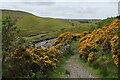 NZ0135 : Gorse Bushes beside Bollihope Burn by Chris Heaton