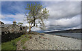 NM5823 : Ash tree at Glenbyre by Andy Waddington