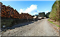 NN5630 : Log stacks in Tay Forest by Andy Waddington