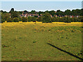 NS6861 : Horse in a field of buttercups by wrobison