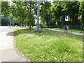 SJ8497 :  Buttercups and daisies on London Road by Gerald England