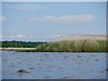 NO2018 : Reed Bed, Firth of Tay by Richard Webb