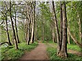 SO7583 : Hall Close Coppice at the Severn Valley Country Park by Mat Fascione