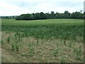 SO4675 : The effect of tree shadow on a wheatfield by Christine Johnstone