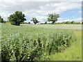 TM3868 : Fields of beans and wheat at Grove Farm by Oliver Dixon