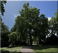 TQ3082 : The giant London Plane by Bob Harvey