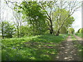 SP1998 : Bluebells along the bridleway by Christine Johnstone