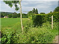 TQ1348 : Public footpath near Dorking by Malc McDonald