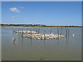 SZ0288 :  Birds on a lagoon at Brownsea Island by Malc McDonald