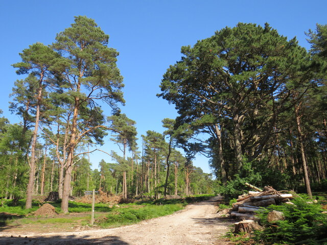 Path on Brownsea Island