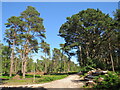 SZ0188 : Path on Brownsea Island by Malc McDonald