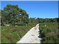 SZ0187 : Path on Brownsea Island by Malc McDonald