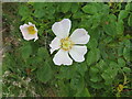 NT5156 : Wild Rose by the Kelphope Burn by M J Richardson