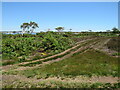 SZ0285 : Track on Studland Heath, near Poole by Malc McDonald