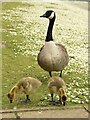 TA0389 : Geese, Peasholm Park, Scarborough by Graham Robson