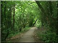 SS8383 : Footpath in woodland at Kenfig Hill by eswales