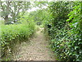 TG2219 : Part of path round ruin of All Saints Church by David Pashley