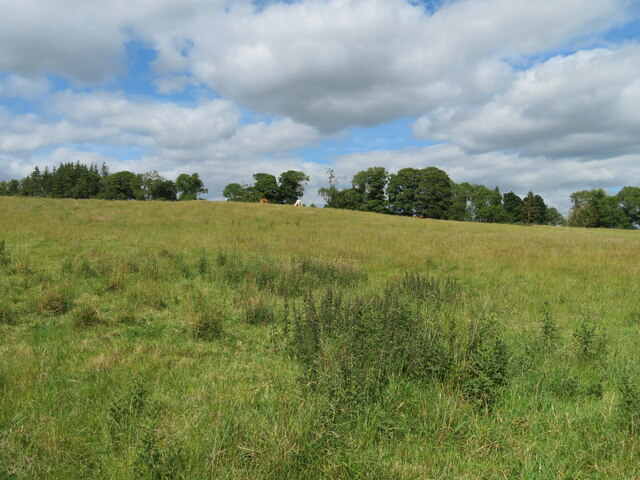 Cattle grazing at High Cross