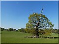 SK3040 : Lone tree in parkland, Kedleston Hall by David Smith