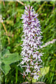 SO3830 : Common Spotted Orchid (Dactylorhiza fuchsii) by Ian Capper