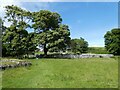 NS0953 : Bute - St Blane's - Approaching the Lower Churchyard Wall by Rob Farrow