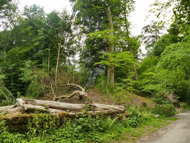 Storm damage on Tarry Lane